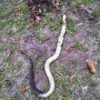 dead snake with dark skin and white belly
