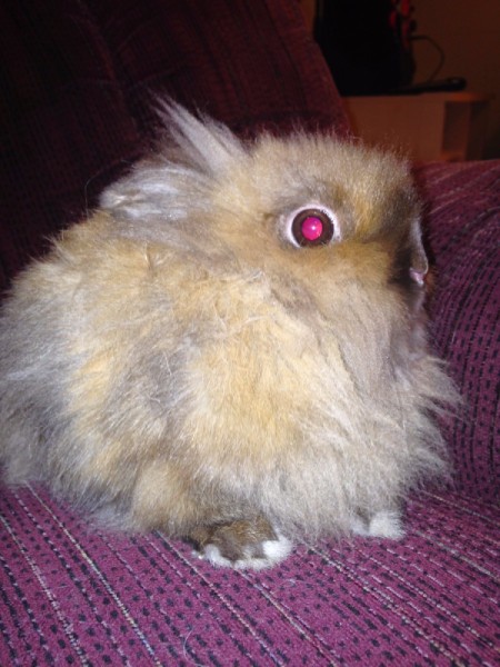 A closeup of a lionhead rabbit.