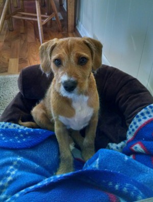 brown and white terrier mix puppy