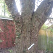 Cutting Tree in Exchange for Lumber