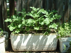 potato plants growing in old white ice chest