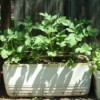 potato plants growing in old white ice chest