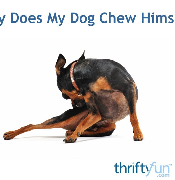 Why Does My Dog Chew Himself? ThriftyFun