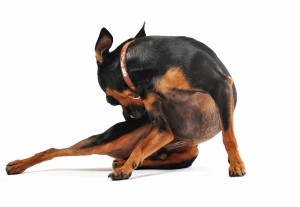 dog chewing on back leg