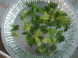 fresh celery leaves