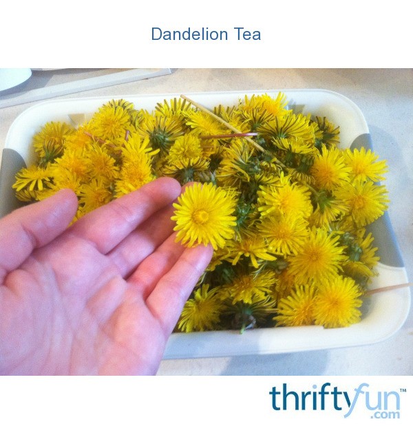 Dandelion Tea ThriftyFun