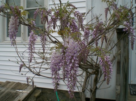 wisteria in bloom