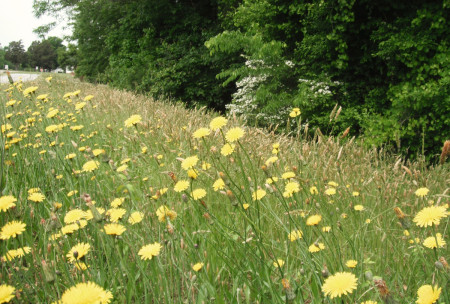 dandelion flowers on roadside