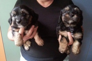 black and tan puppies