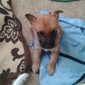 brown puppy with dark muzzle