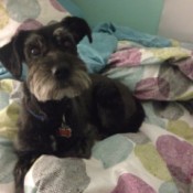 Schnauzer on bed