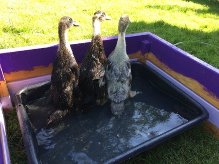 Runner Ducks Weeks 4 and 5