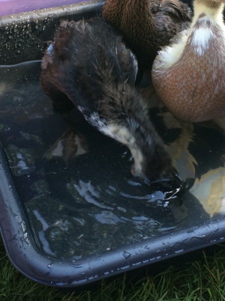 Runner Ducks Weeks 4 and 5