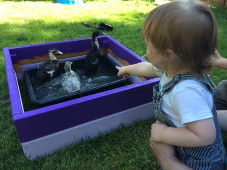 Runner Ducks Weeks 4 and 5