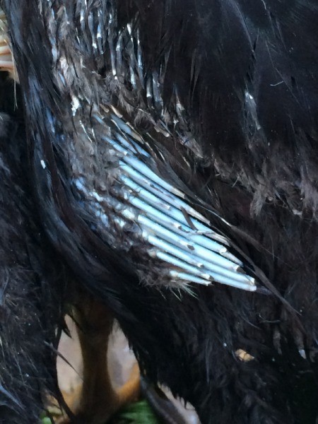 Runner Ducks Weeks 4 and 5