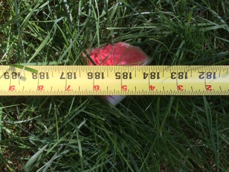 Watermelon Dry Ice Explosion