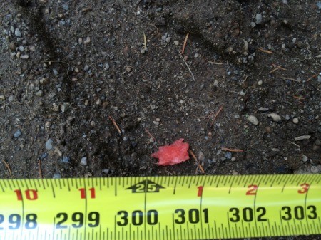 Watermelon Dry Ice Explosion