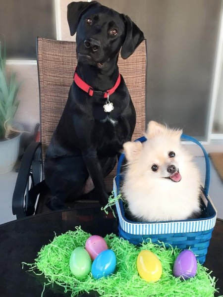 black Lab wearing a red collar with a white Pom in an Easter basket
