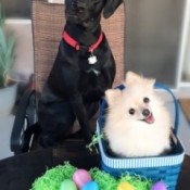 black Lab wearing a red collar with a white Pom in an Easter basket