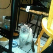 What Breed Is My Cat?