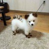 white fuzzy puppy with stripes dyed on its fur on tail and legs