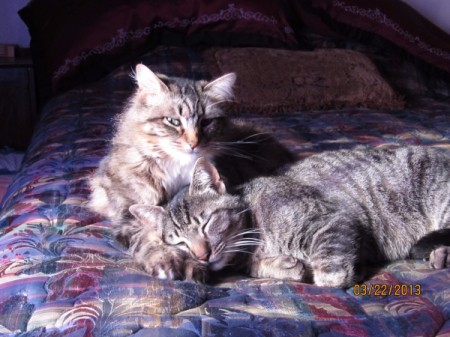 two grey tabby cats