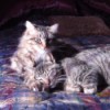 two grey tabby cats