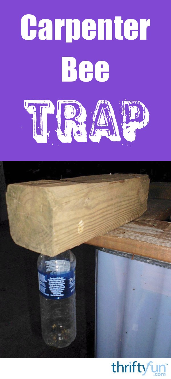 How to Make a Carpenter Bee Trap | ThriftyFun