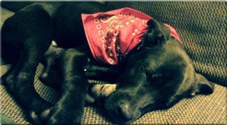 puppy wearing bandana lying down