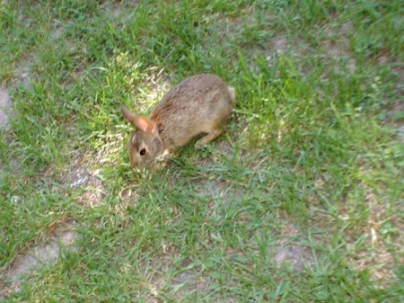 A orphaned rabbit.