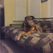 light and dark brown dog lying down