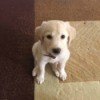 cream colored puppy