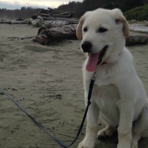 white dog on the beach