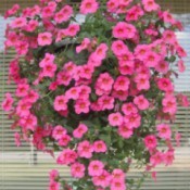 hanging basket of bright pink petunias