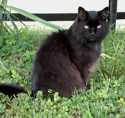 black cat in the grass