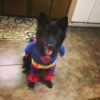wearing a Superman costume