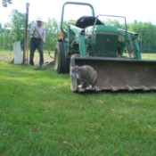 Fuzzy looking over her shoulder at man behind the loader