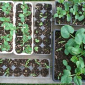 various stages of seed growth
