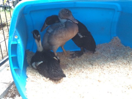 Our Runner Ducks (Week 6)