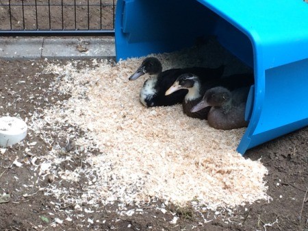 Our Runner Ducks (Week 6)