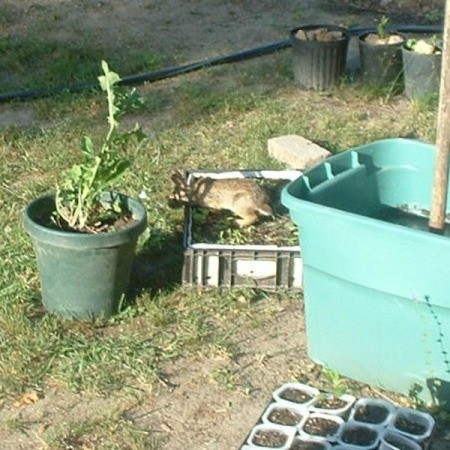 bunny in the yard near planters