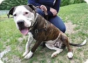 large mix breed dog, white and brindle coat