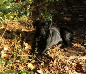black dog laying in the yard