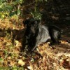 black dog laying in the yard