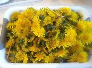 A bunch of dandelion blossoms in a tub.