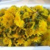 A bunch of dandelion blossoms in a tub.