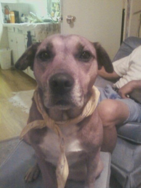 closeup of dog wearing a yellow scarf