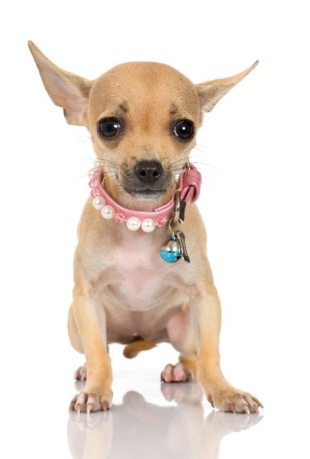 Chihuahua with pink collar