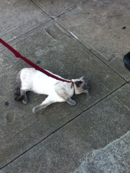 cat on red leash