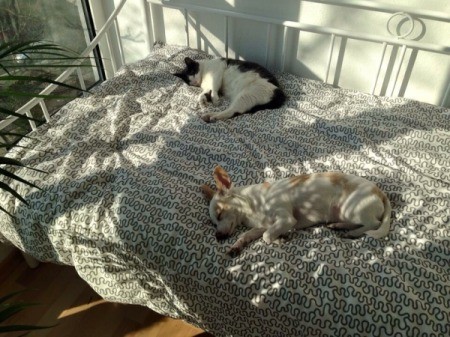 What Breed Is My Dog?